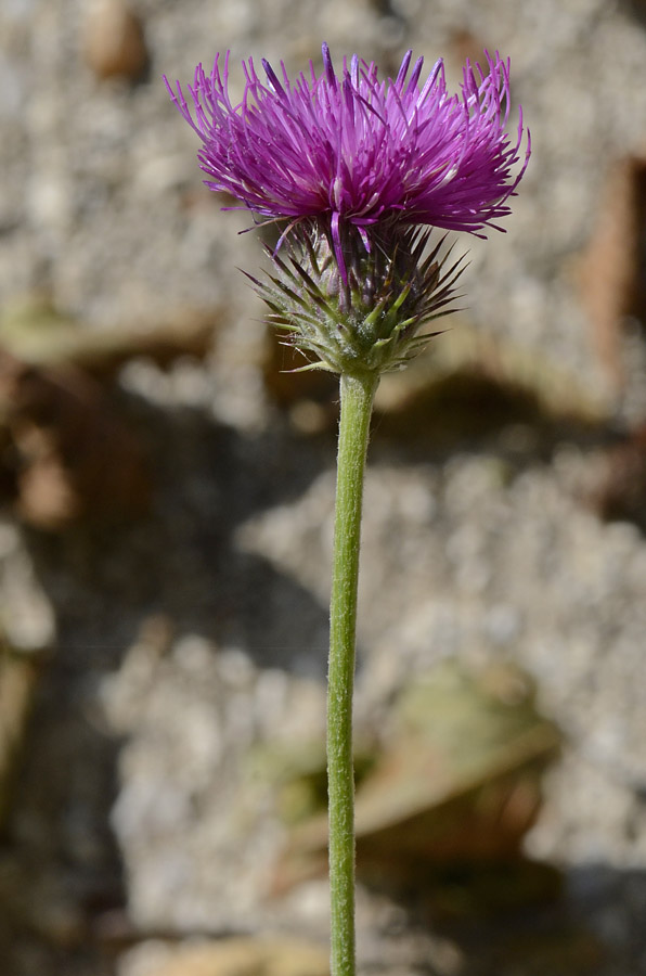 Carduus defloratus subsp. sumanus. (=crassifolius) / Cardo del Trentino